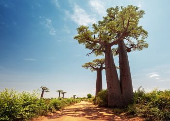 Madagascar Destination