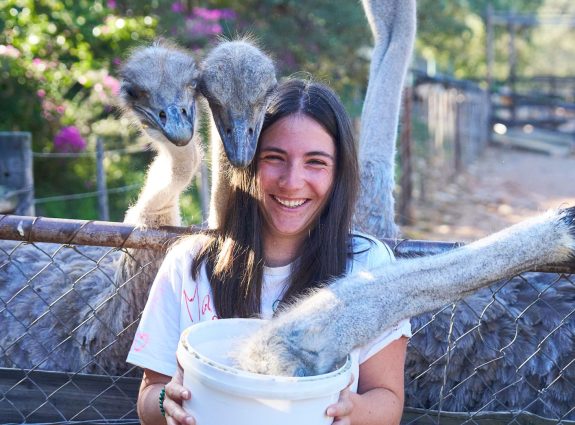 volunteer-experience-feeding-ostrich